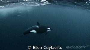 Very challenging to get in the water with orcas in the wi... by Ellen Cuylaerts 